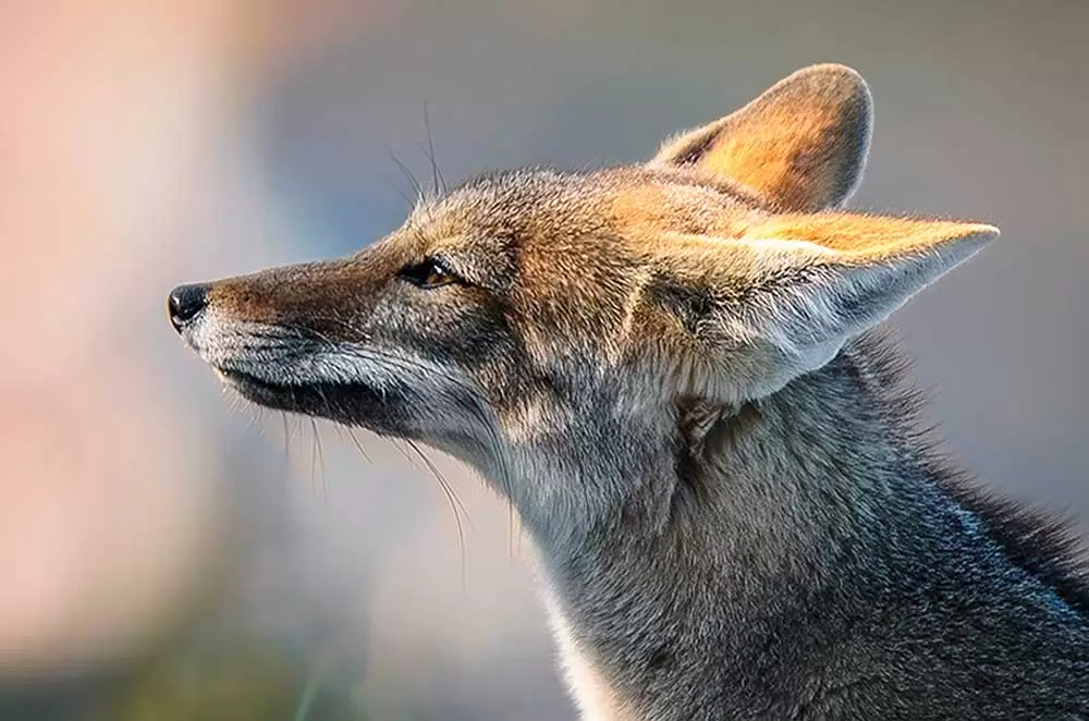 Zorro gris patagónico
