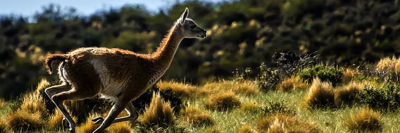 Guanaco en la estepa patagónica